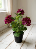 Fresh Touch Hydrangea Plant- Rose