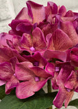 Fresh Touch Hydrangea Plant- Rose