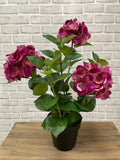 Fresh Touch Hydrangea Plant- Rose