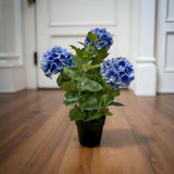 Fresh Touch Hydrangea Plant- Blue