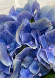 Fresh Touch Hydrangea Plant- Blue