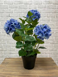 Fresh Touch Hydrangea Plant- Blue