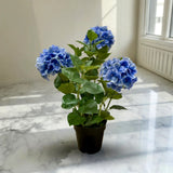 Fresh Touch Hydrangea Plant- Blue