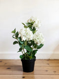 Fresh Touch Hydrangea Plant- White