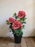 Fresh Touch Hydrangea Plant- Pink