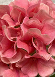 Fresh Touch Hydrangea Plant- Pink