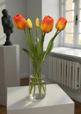 Fresh Touch Tulips - 18" Orange
