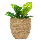 Large Seagrass Covered Planter