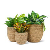 Large Seagrass Covered Planter